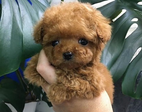 トイプードル マイクロティーカップーサイズ 子犬 子猫情報 ブリーダーが愛情込めて育てた仔犬 子猫専門のペットショップ Mili